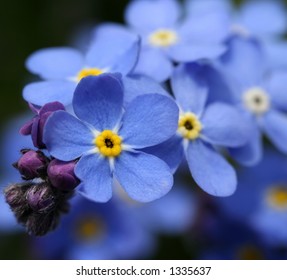 Forgetmenot Macro