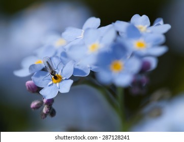 Myosotis Scorpioides Imagenes Fotos De Stock Y Vectores Shutterstock