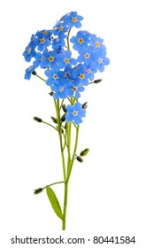 Forget-me-not Single Flower Isolated On White Background