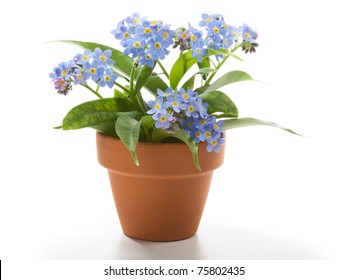 Forget-Me-Not Small Beautiful Flowers In Flower Pot