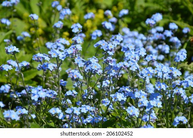 Forget-me-nots