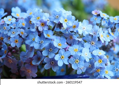 Forget-me-nots 
