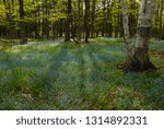 Forget-Me-Nots bloom in the forest at Peninsula State Park, in Door County, Wisconsin