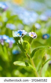Forget-me-nots flower close up