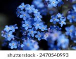 Forget-me-nots, Myosotis sylvatica, Myosotis scorpioides. Blooming Myosotis wildflowers with blue petals on a summer day close-up photo. Blue little forget me not flowers. Spring blossom background