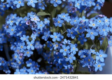 Forget-me-nots, Myosotis sylvatica, Myosotis scorpioides. Blue little forget me not flowers. Spring blossom background. Blooming Myosotis wildflowers with blue petals on a summer day close-up photo