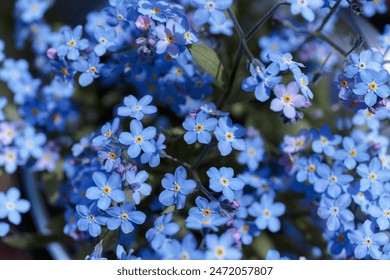 Forget-me-nots, Myosotis sylvatica, Myosotis scorpioides. Spring blossom background. Blue little forget me not flowers. Blooming Myosotis wildflowers with blue petals on a summer day close-up photo - Powered by Shutterstock