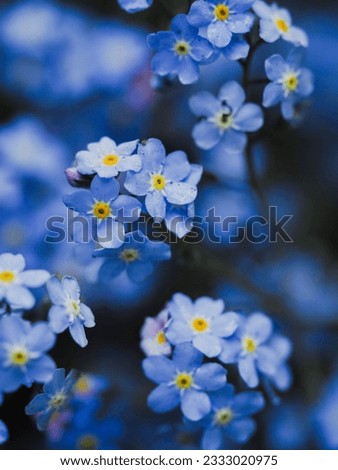 forget-me-nots are small blue flowers