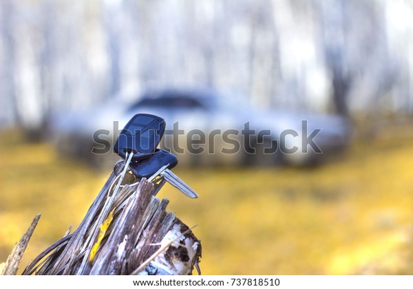 forgotten car keys on a tree in an autumn forest, a\
background o