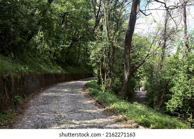 Fork In A Forest Road Between An Uphill Paved Road And An Asphalted Downhill Road