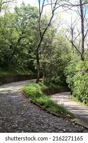 Fork In A Forest Road Between An Uphill Paved Road And An Asphalted Downhill Road