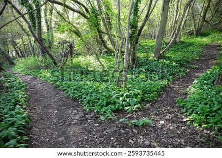 Fork in path through a lush green leafy forest. Nature themed photograph in colour.	