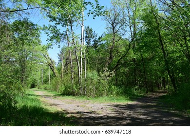 Fork In The Road With Clear And Unclear Paths