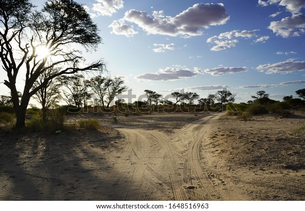 A fork in the\
road in a savannah landscape