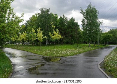 Fork In The Road And Trees In A Public Park In The Rainy Summer Day