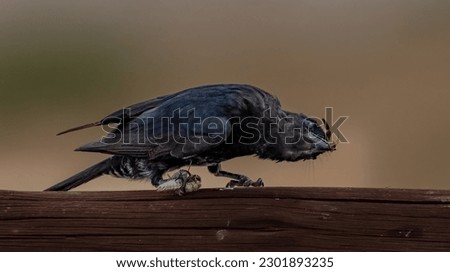 Fork tailed Drongo with grasshopper prey in clawsin Kgalagadi Transfrontier Park, South Africa