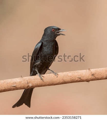Fork tailed drongo perched at eye level