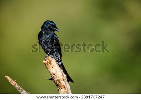 Fork tailed Drongo perched on branch isolated in natural background in Kruger national park, South Africa; specie Dicrurus adsimilis family of Dicruridae