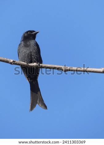 Fork tailed drongo perched on a tree branch.