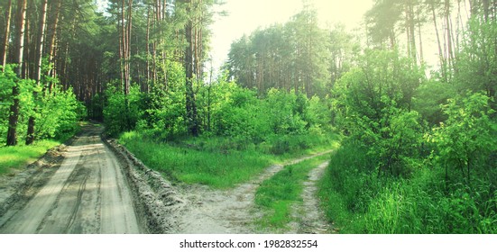 A Fork In Two Roads In The Forest, Where One Leads To The Forest And The Other To A Sunny Meadow