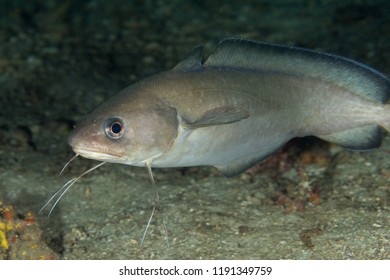 461 Atlantic hake Images, Stock Photos & Vectors | Shutterstock