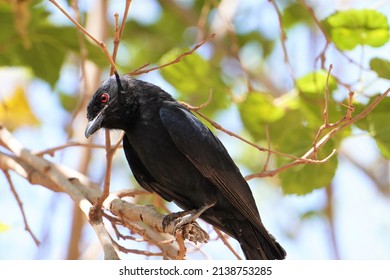 A Forked Tail Drongo Bird