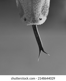 Forked Tongue Of A Snake.  Boaconstrictor