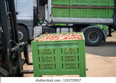 Forklift Loading Truck With Containers Full Of Apples. Fruits And Food Distribution To The Market.