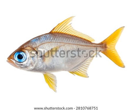 Forktail Blue Eye Translucent Body With Bright Bl Isolated On White Background
