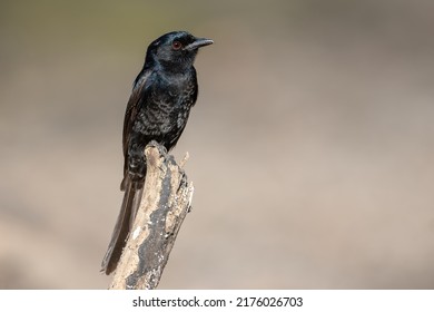 The Fork-tailed Drongo, Also Called The Common Drongo, African Drongo, Or Savanna Drongo, Is A Small Bird That Can Be Found Across The Afrotropical Realm Of Continental Africa, Excepting The Congolian