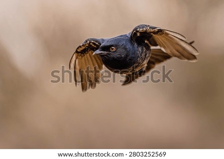 Fork-Tailed Drongo - diving for food