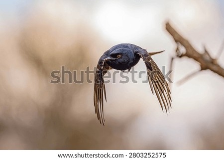Fork-Tailed Drongo - diving for food