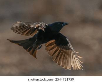Fork-tailed drongo taking off form Umgede Hide in Antares Bush Lodge, South Africa