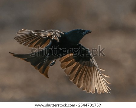 Fork-tailed drongo taking off form Umgede Hide in Antares Bush Lodge, South Africa