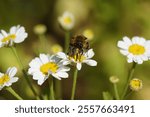 Fork-tailed Flower Bee (Anthophora furcata), family Apidae. Flowers of feverfew (Tanacetum parthenium), family Asteraceae. June, Dutch garden	                              