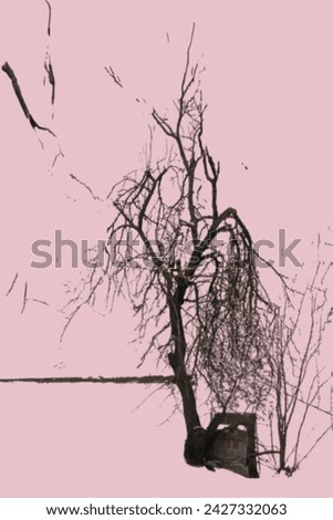 Forlorn bare tree in winter season
