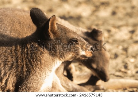 The forlorn kangaroo gazes ahead with a tearful countenance.