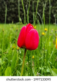 Tulips (Tulipa) form a genus of spring-blooming perennial herbaceous bulbiferousgeophytes (having bulbs as storage organs). 
