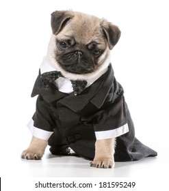 2,355 Pug tie Images, Stock Photos & Vectors | Shutterstock