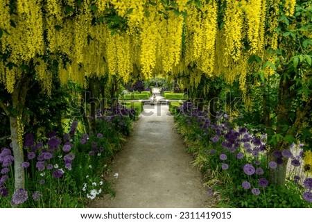 A formal garden with hanging yellow laburnum flowers forming a tunnel with purple Allium flowers