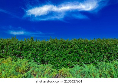 A Formal Garden Hedge Fence Wall Shrubbery Bushes Shrubs High Tall Manicured Landscaped Gardening Background