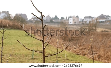 Formation of the crown of a fruit tree sapling. Young branches are bending to the sides with a rope to form correct form. Tree trunk protected with wire mesh. Stretching of twigs. High quality photo.