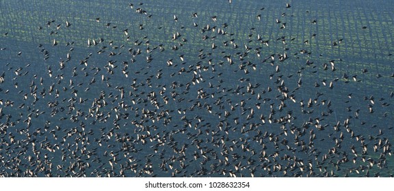 formation of european starlings