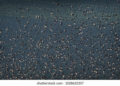 formation of european starlings