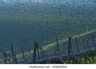 formation of european starlings over Tuscan vineyards in Italy.