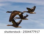 A formation of geese flying in synchrony against a clear blue sky, highlighting the grace and coordination of these migratory birds.