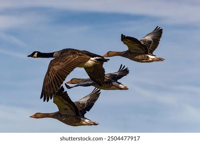 A formation of geese flying in synchrony against a clear blue sky, highlighting the grace and coordination of these migratory birds. - Powered by Shutterstock