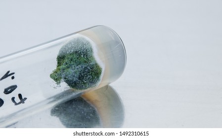 5,081 Mold Test Images, Stock Photos & Vectors | Shutterstock