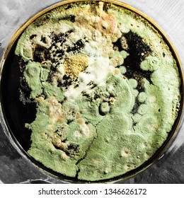 Formation Of Green Mold In The Petri Dish, Abstract Microbiological Texture On A Black Base