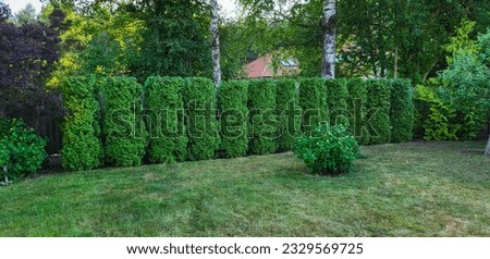 Formation of a living fence from a coniferous plant